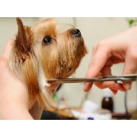 Western Dog Grooming School Maple Ridge British Columbia Logo 