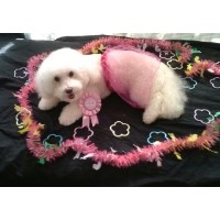 Pet Groomalicious Hobe Sound Florida Logo 