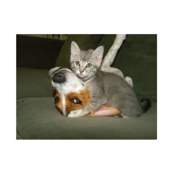 Las Cruces Pet Services Las Cruces, New Mexico 88012