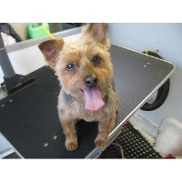 Canine Clip N Cruise Cedar Knolls New Jersey Logo 