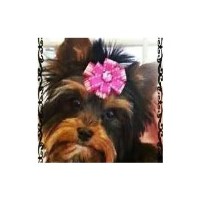 All Fur Pet Grooming Locust Grove Virginia Logo 