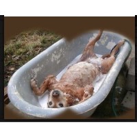 Canine Design Treasure Coast Florida Logo 