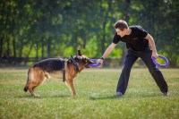 Always Faithful Dog & Puppy Training Boulder CO Boulder Colorado Logo 