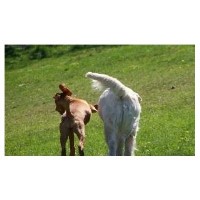 Sit Happens Inc. Williamsport Pennsylvania Logo 