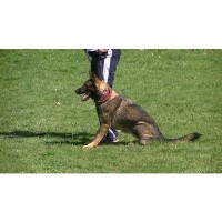 Dach Haus, Board N Train Foley Missouri Logo 