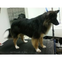 Good Dogs Spa & Studio Pottstown Pennsylvania Logo 