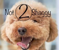 Not 2 Shaggy Savannah GA Private Dog Grooming Savannah Georgia Logo 