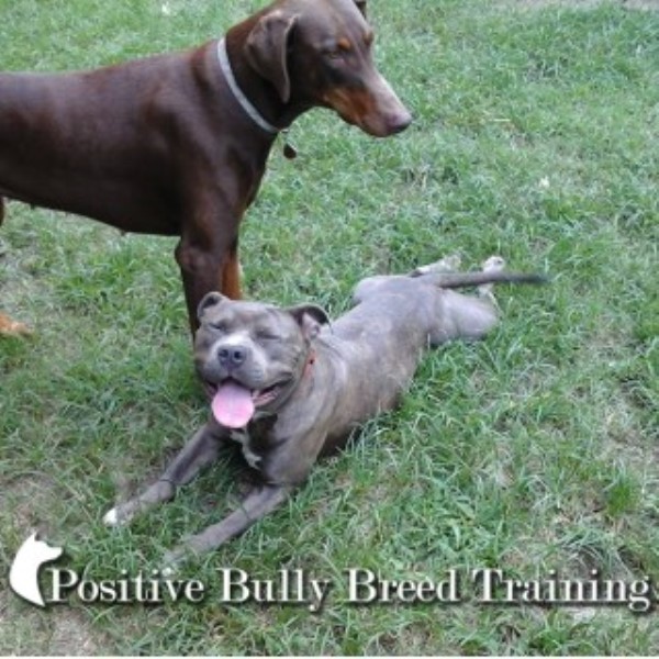 Positive Bully Breed Training