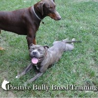 Positive Bully Breed Training Fayetteville North Carolina Logo 