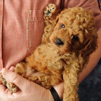 Trevspupshome RICHMOND Virginia Logo 