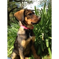 Executive K9 Columbia Maryland Logo 