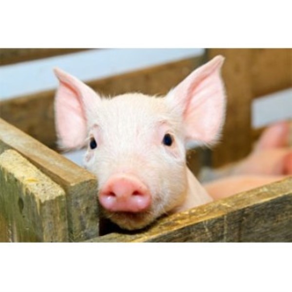 San Antonio Pet Sitters San Antonio, Texas 78201