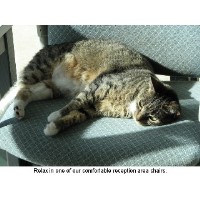 Schwenksville Veterinary Hospital Schwenksville Pennsylvania Logo 