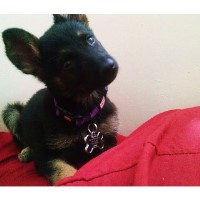 Leila's Paws Hemet California Logo 