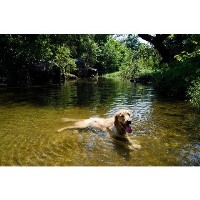 Hike Hounds Dog Walking Service Morristown New Jersey Logo 