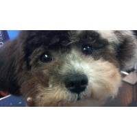 Punk Puppies Pet Salon Gilroy California Logo 