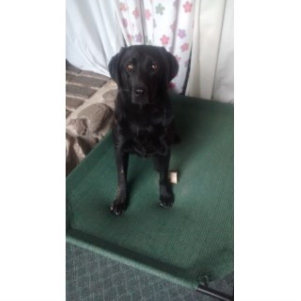 Steppinstone Dog Training and Labradors Portage, Wisconsin 53901