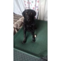 Steppinstone Dog Training and Labradors Portage Wisconsin Logo 