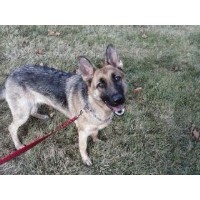 Morgan's K-9 Bodyguards Monee Illinois Logo 