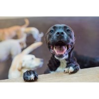 The Barking Lot Deerfield Illinois Logo 