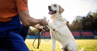Always Faithful Dog & Puppy Training Aurora IL Aurora Illinois Logo 