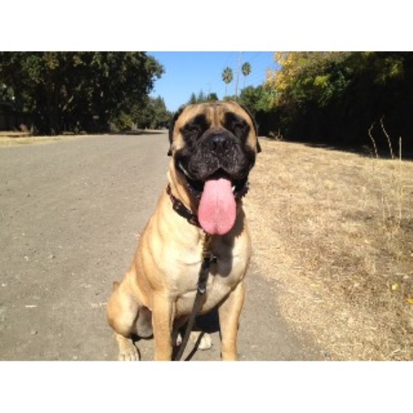 Dog Grooming Walnut Creek Ca Dog Grooming Walnut Creek Ca