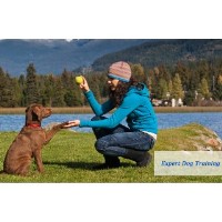 Paws Down Dog Training Services Rochester Massachusetts Logo 