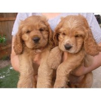 animal psychology center Philip South Dakota Logo 