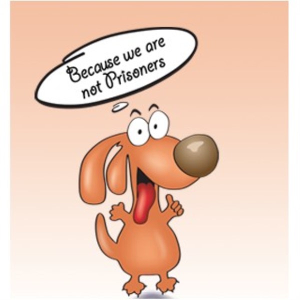 Pet Sitting, Dog Boarding In Pembroke Pines, Weston Fl