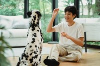 Always Faithful Dog & Puppy Training Philadelphia PA Philadelphia Pennsylvania Logo 