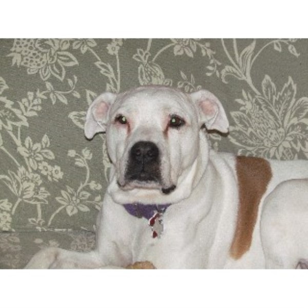 Collars & Sense Pet Services