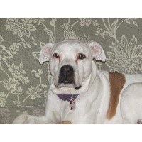 Collars & Sense Pet Services Georgetown Texas Logo 