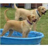 Wagon Wheel Pet Ranch Llc Alamogordo New Mexico Logo 