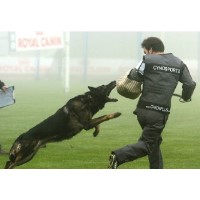 Chico Stanford Canine Training Nanjemoy Maryland Logo 