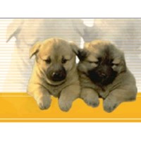 Going To The Dogs Mobile Dog Grooming Feasterville Trevose Pennsylvania Logo 