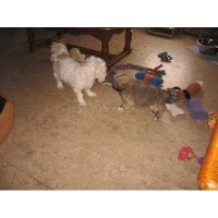 The Puppy Playhouse Saulsbury Tennessee Logo 