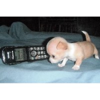  Elizabethtown Kentucky Logo 