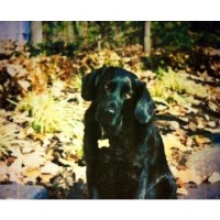 Tails in Training, LLC West Palm Beach Florida Logo 