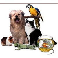 Durydogs Pet Sitting Parsippany New Jersey Logo 