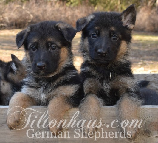 Tiltonhaus German Shepherds