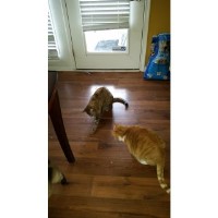 K9 Safari dog walking and pet sitting Lexington Kentucky Logo 