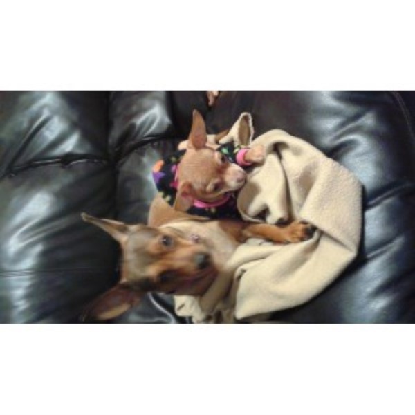 Furry Angels Small Dog Sitter