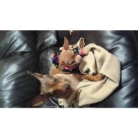 Furry Angels Small Dog Sitter Mustang Oklahoma Logo 