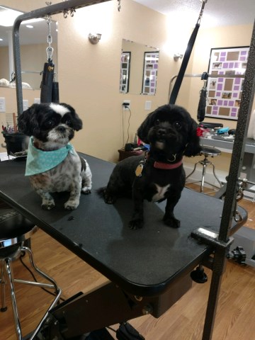 Hollywoof Pet Spa & Boutique