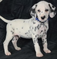 brownninovan Boca Raton/Florida Florida Logo 