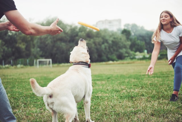 Always Faithful Dog & Puppy Training Naperville IL