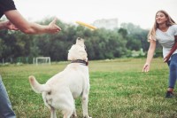 Always Faithful Dog & Puppy Training Naperville IL Naperville Illinois Logo 