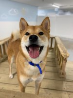 Jet Pet Resort (Olympic Village) Vancouver British Columbia Logo 