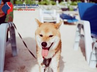 Always Faithful Dog & Puppy Training Dallas TX Dallas Texas Logo 
