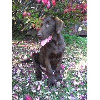 Strandell Kennels Nevis Minnesota Logo 